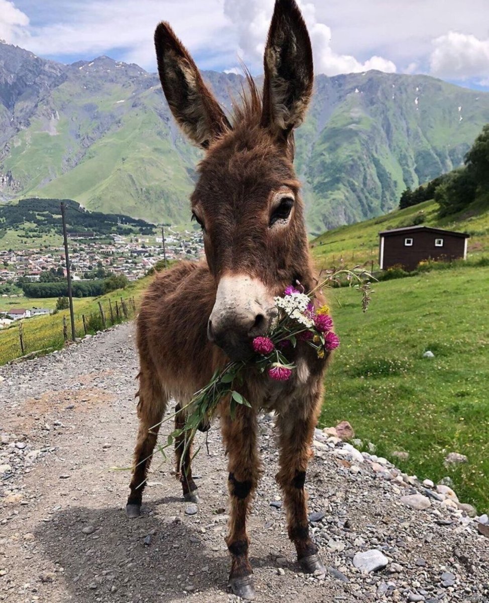Грузинский ишак