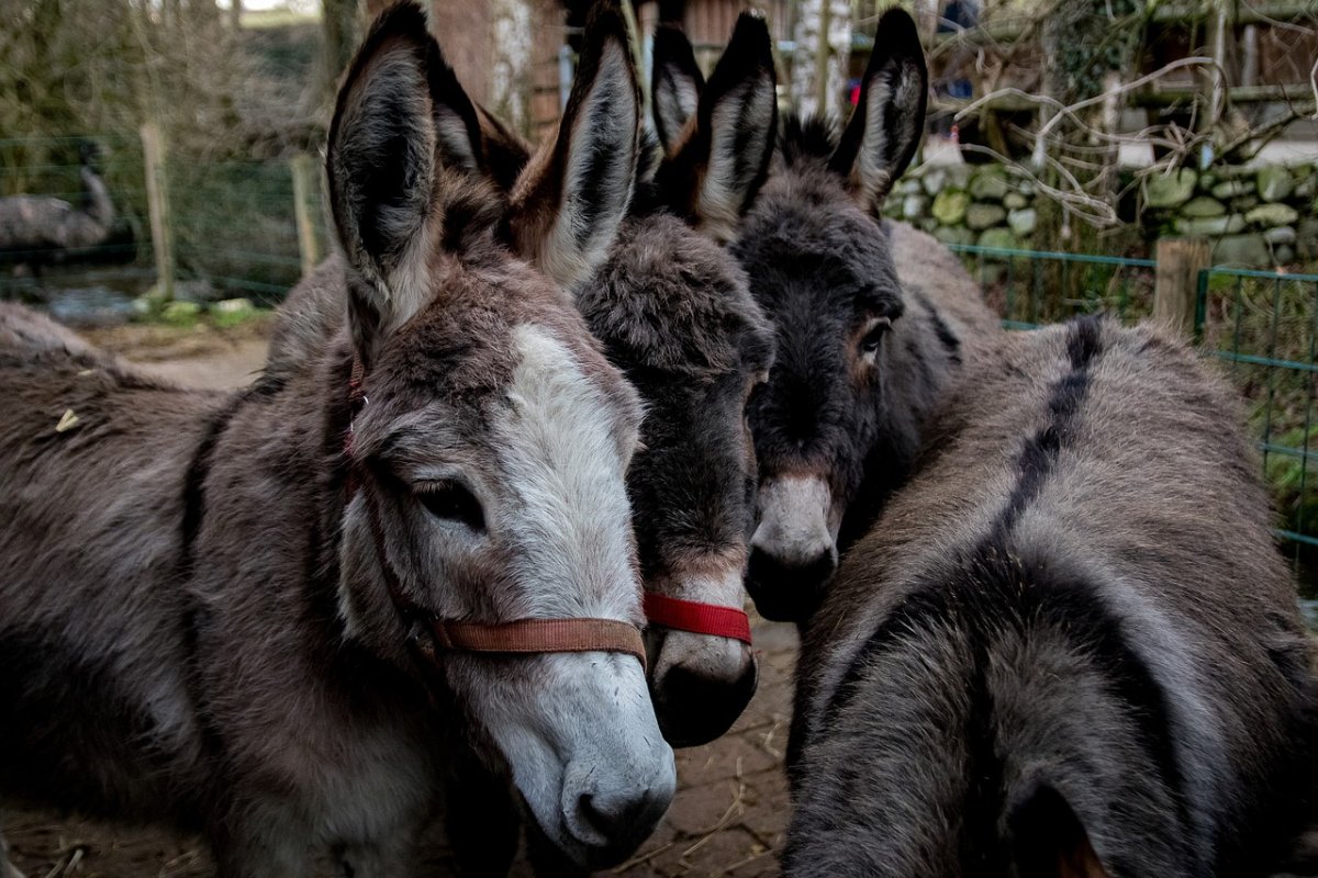Уникальная иллюзия про осликов