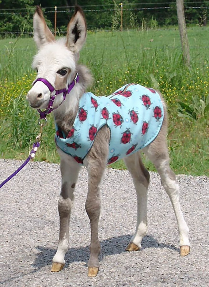 Бешеный ишак