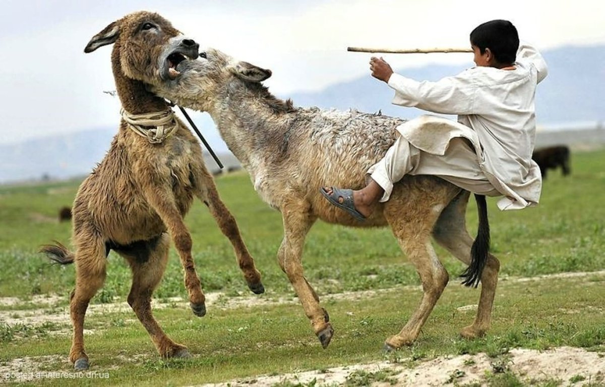 Два смешных осла