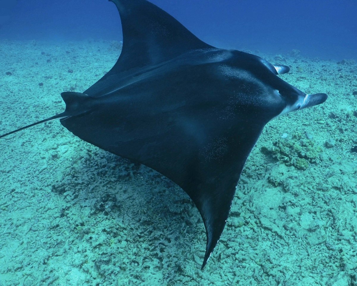 Скат Мобула