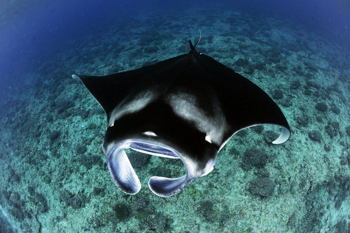 Морской дьявол Скат Манта