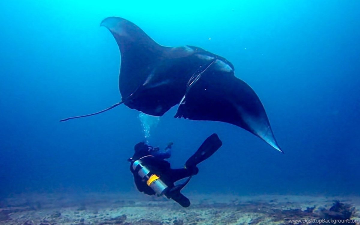 Дайвинг с касатками