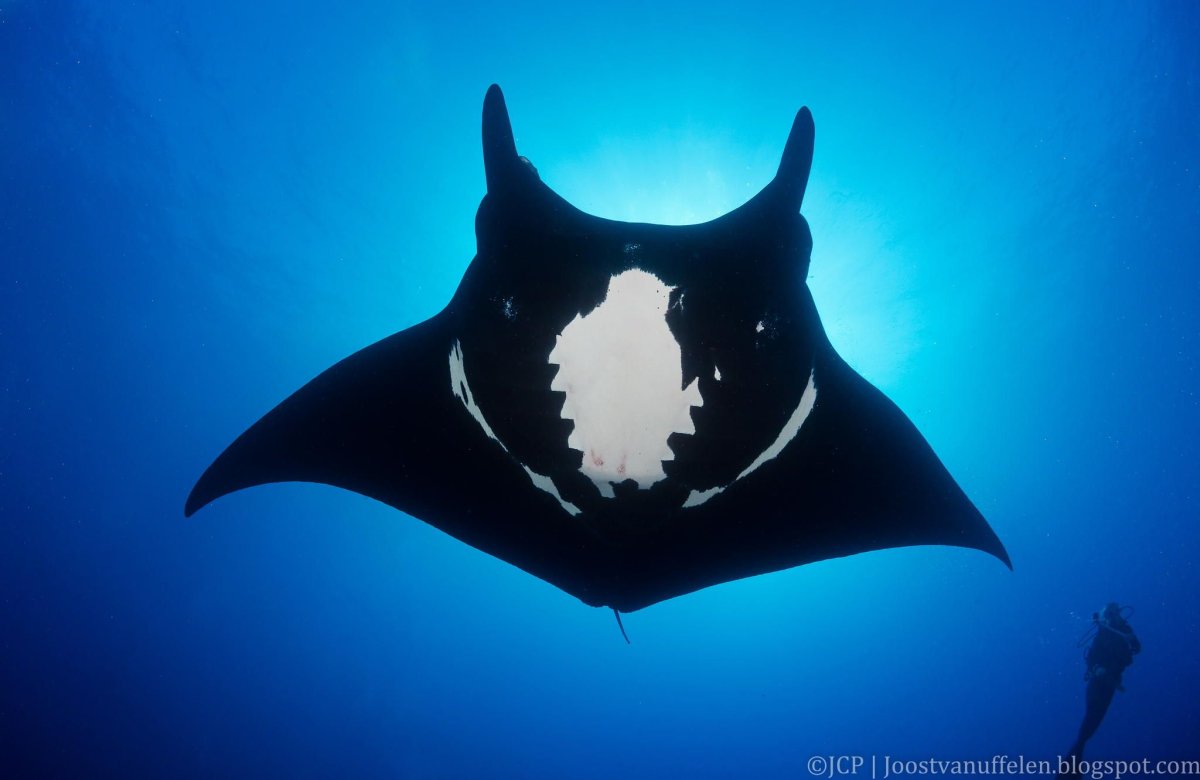 Манта хвостокол