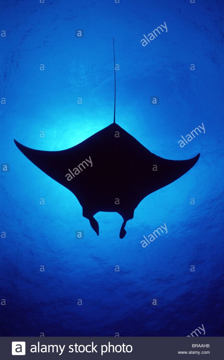 Скат Манта сверху
