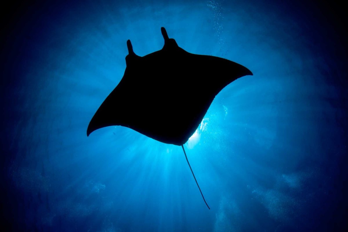 Манта Рей вид