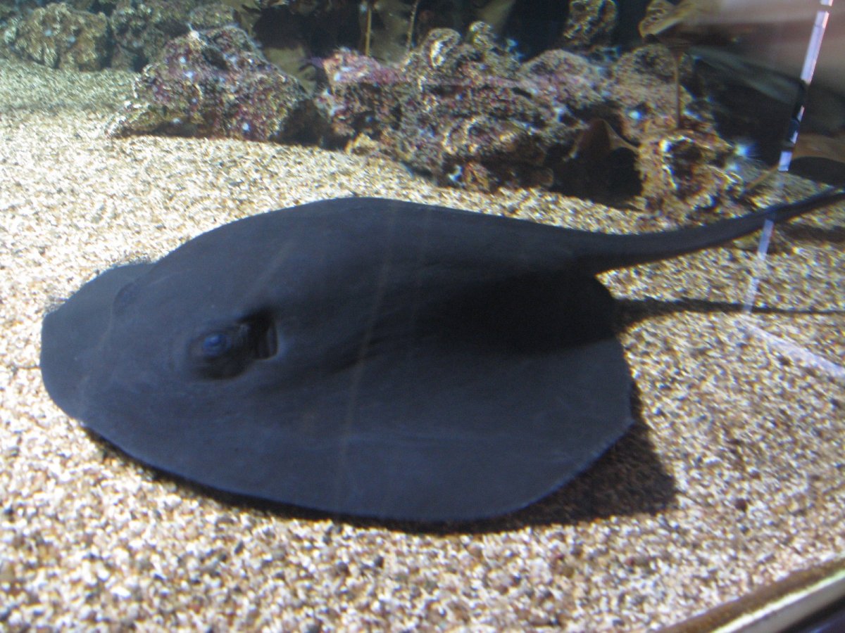 Черный Скат