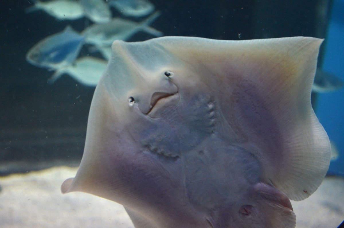 Скат-хвостокол морской кот