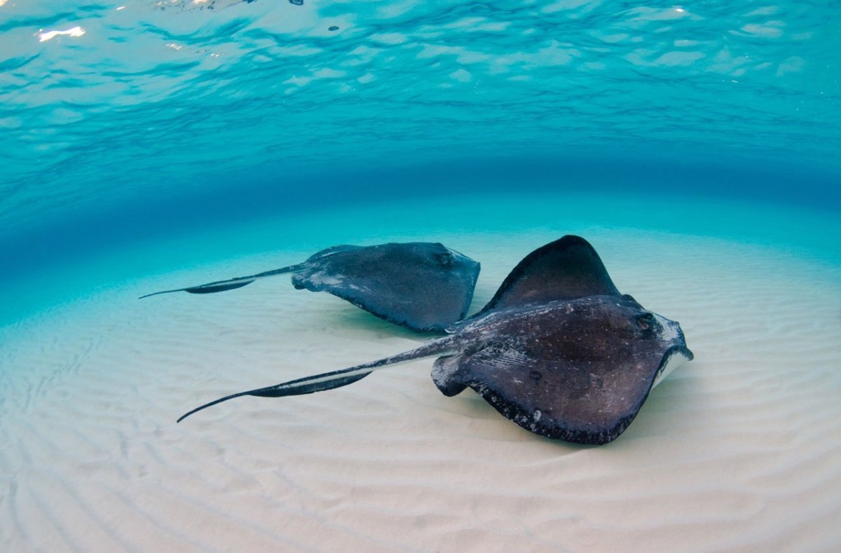 Скат хвостокол Мальдивы