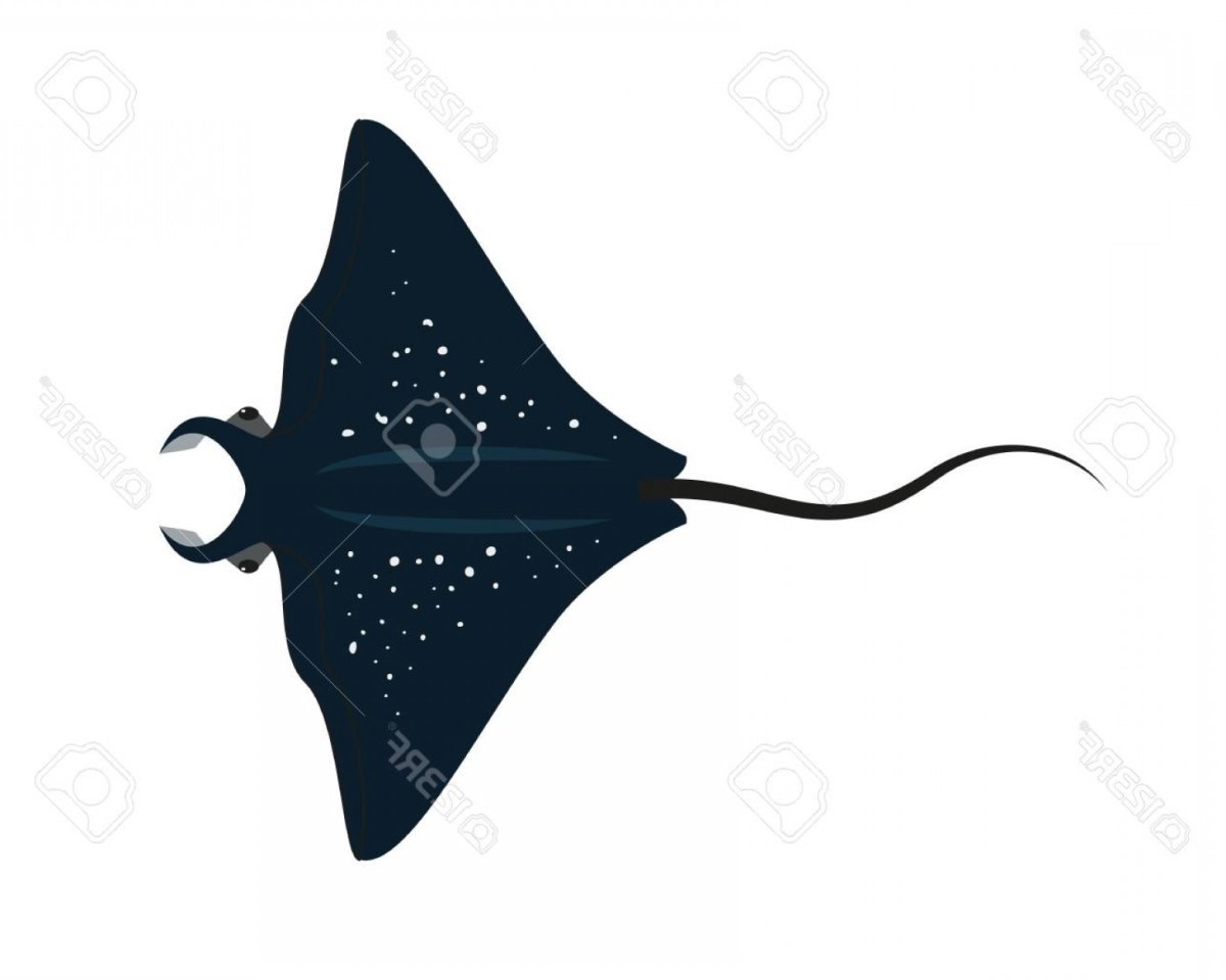 Скат вектор