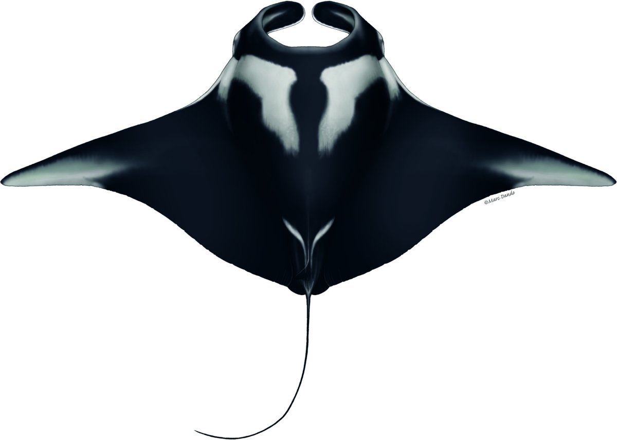 Скат Манта вид сбоку