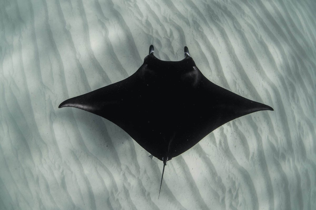 Черная Манта Скат