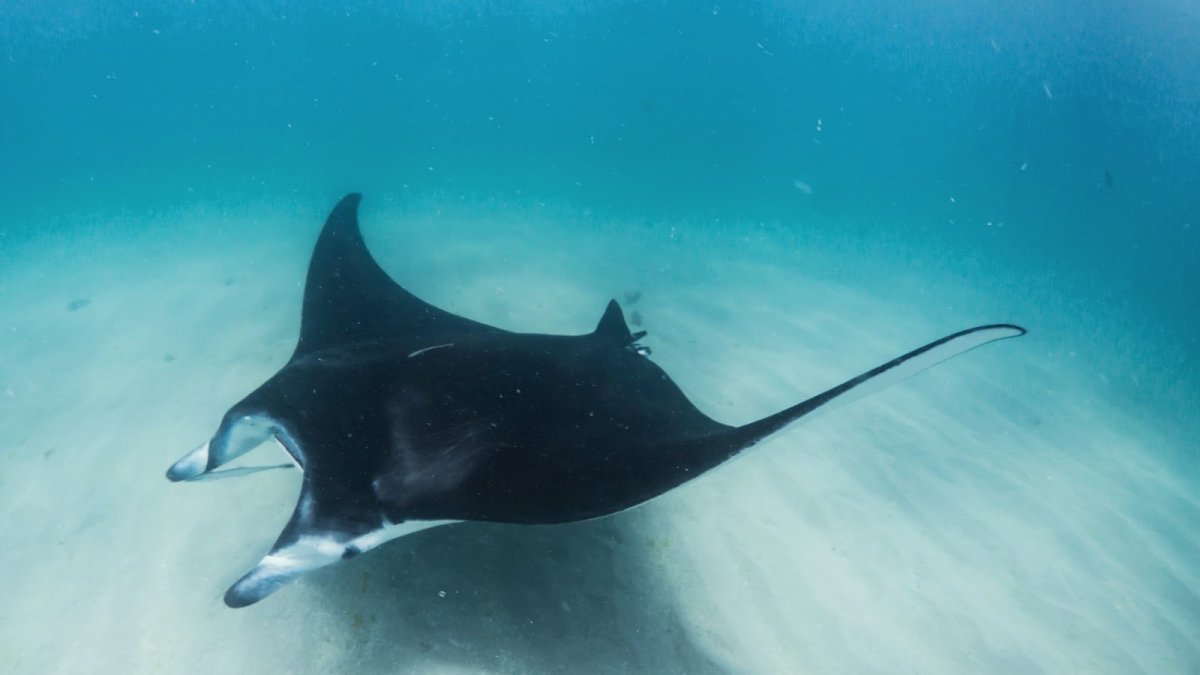 Маленькие манты скаты