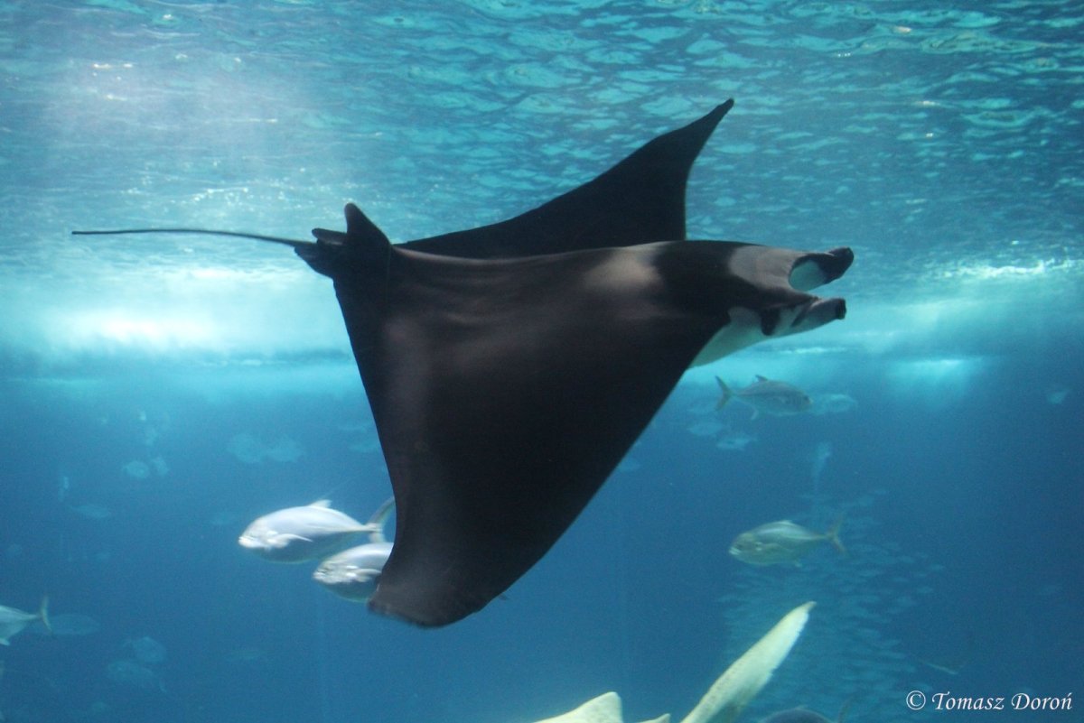 Скат черный дьявол