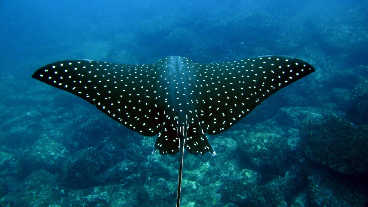 Скат орляк пятнистый