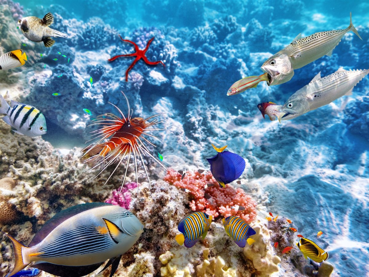 Рыбки в море