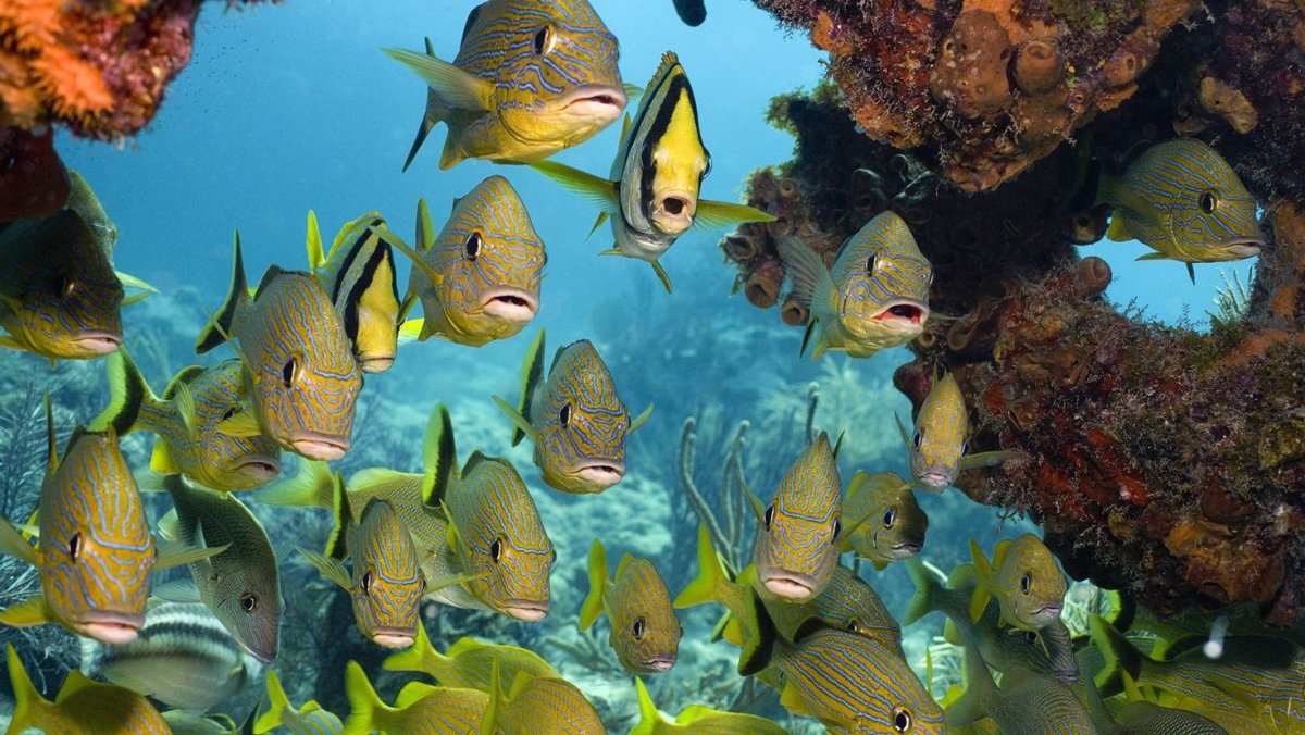 Рыбки в Шарм Эль Шейхе