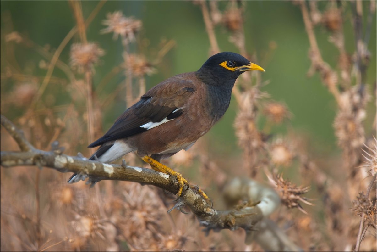 Майна саранчовый скворец