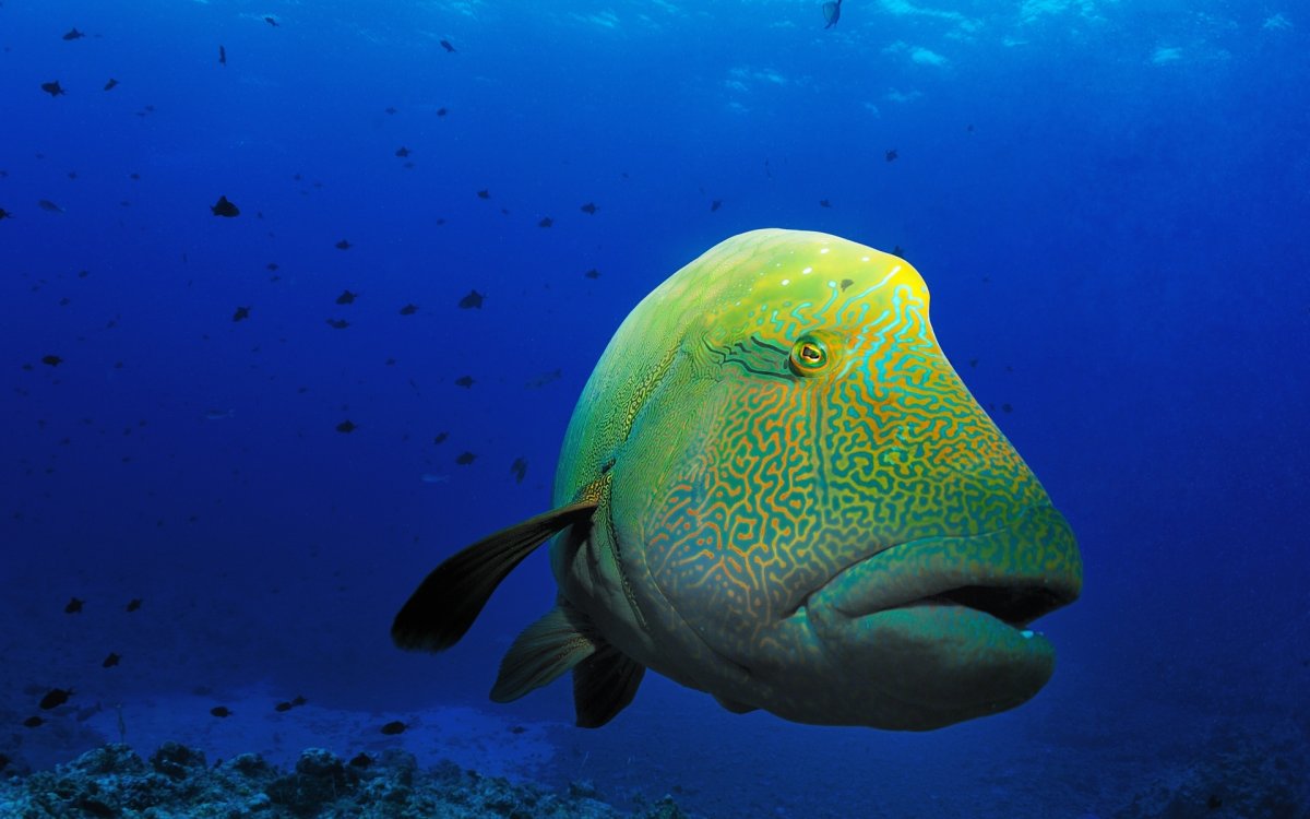 Рыба Наполеон Шарм Эль Шейх