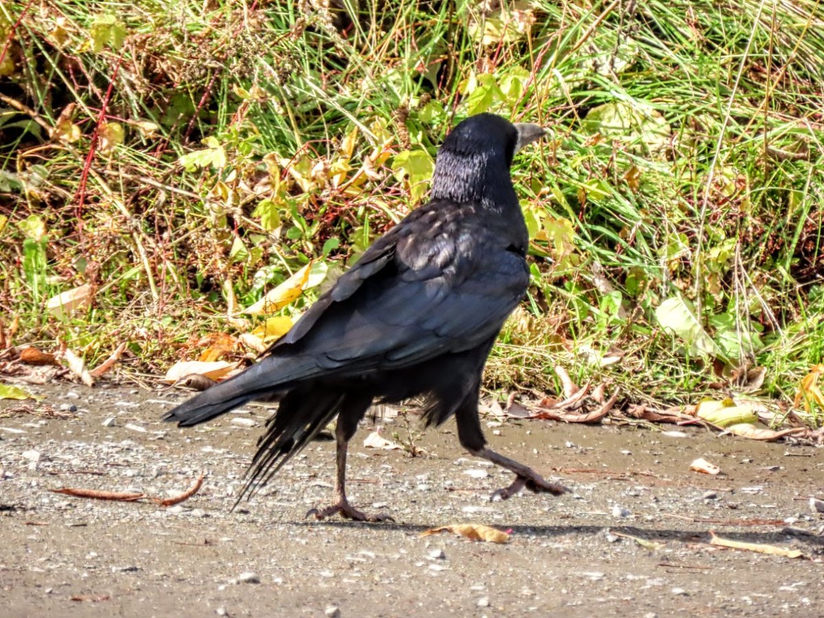 Воробьи вороны Белоглинского района