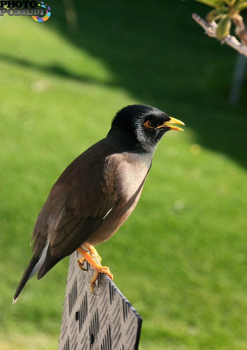 Браминский скворец