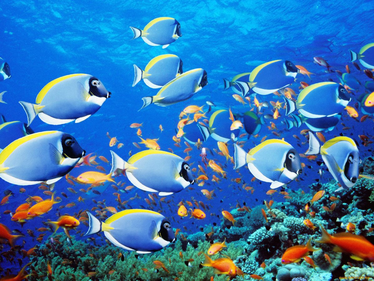 Рыбки в океане