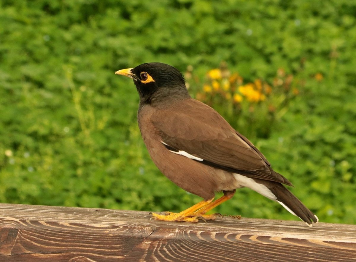 Птица Афганский скворец