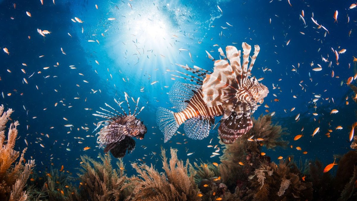 Риф анемон Тайланд