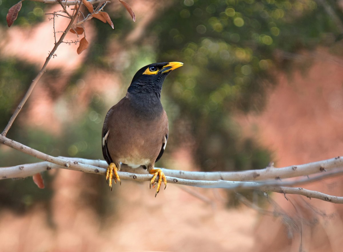 Тайский скворец