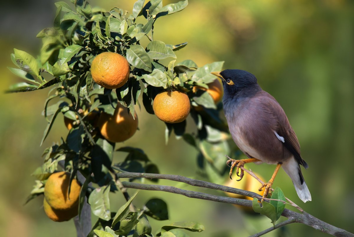 Афганский скворец майна