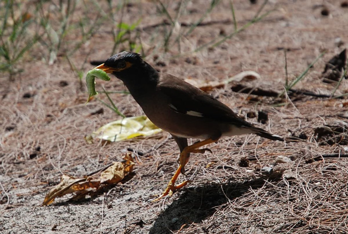 Афганские скворцы в Узбекистане