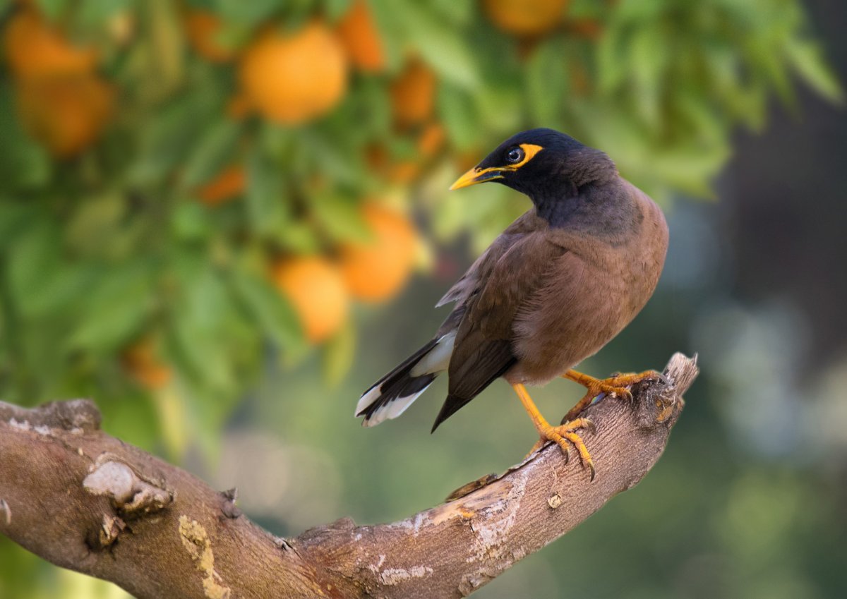 Майна саранчовый скворец
