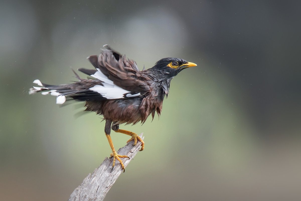 Майна саранчовый скворец