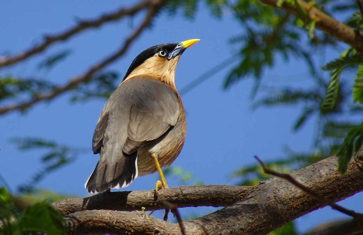 Птицы в Эмиратах с желтым клювом