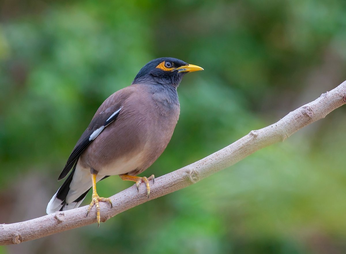 Индийский скворец майна