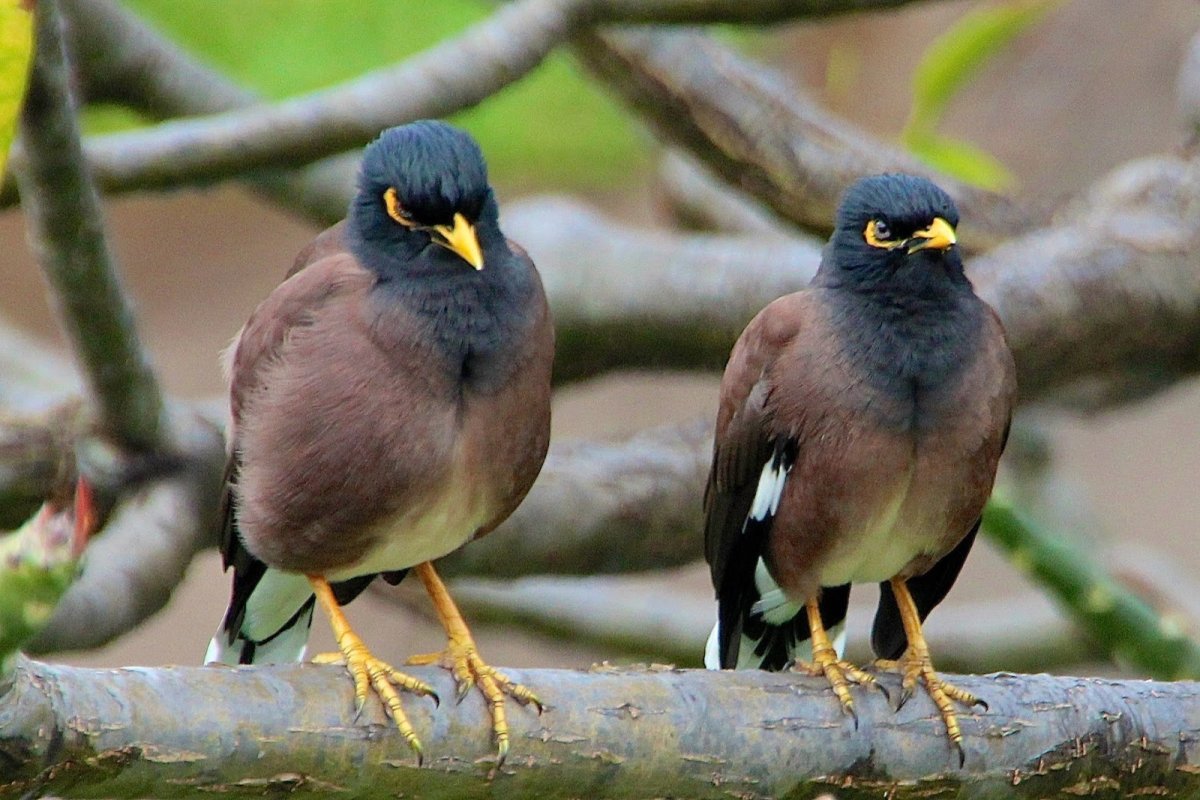 Скворец майна