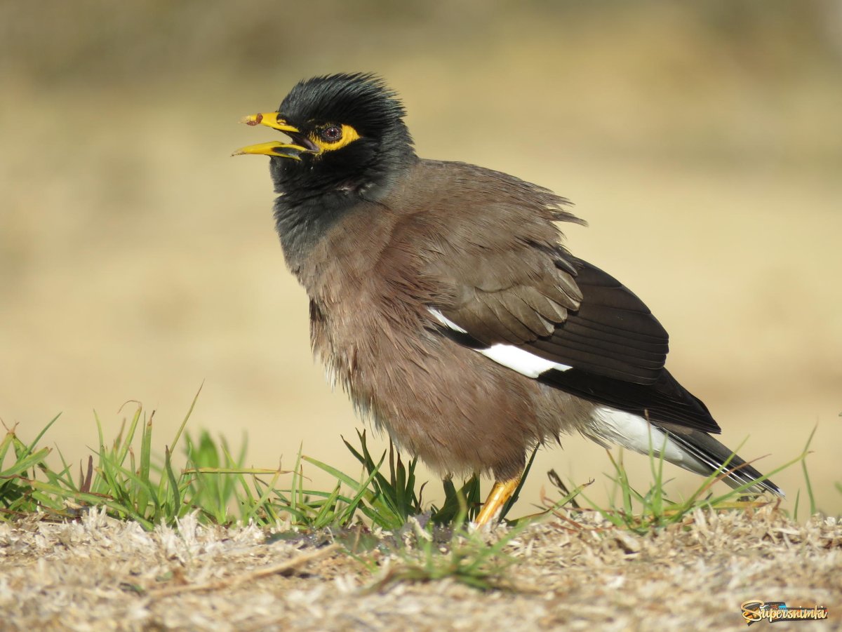 Майна саранчовый скворец