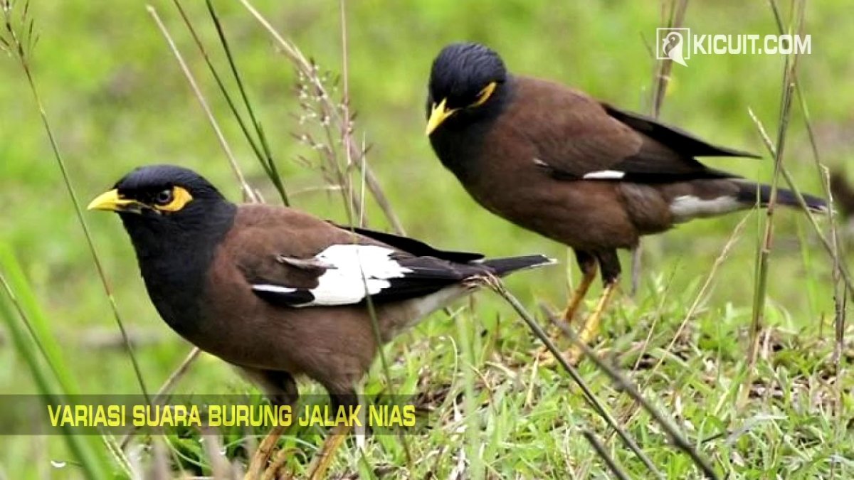 Птички Бангладеш