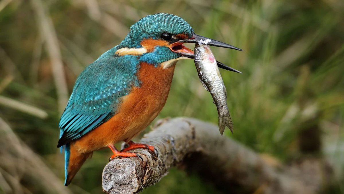 Зимородок Кингфишер