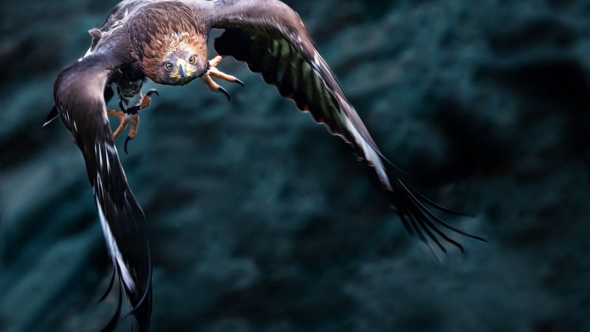 Беркут в полете