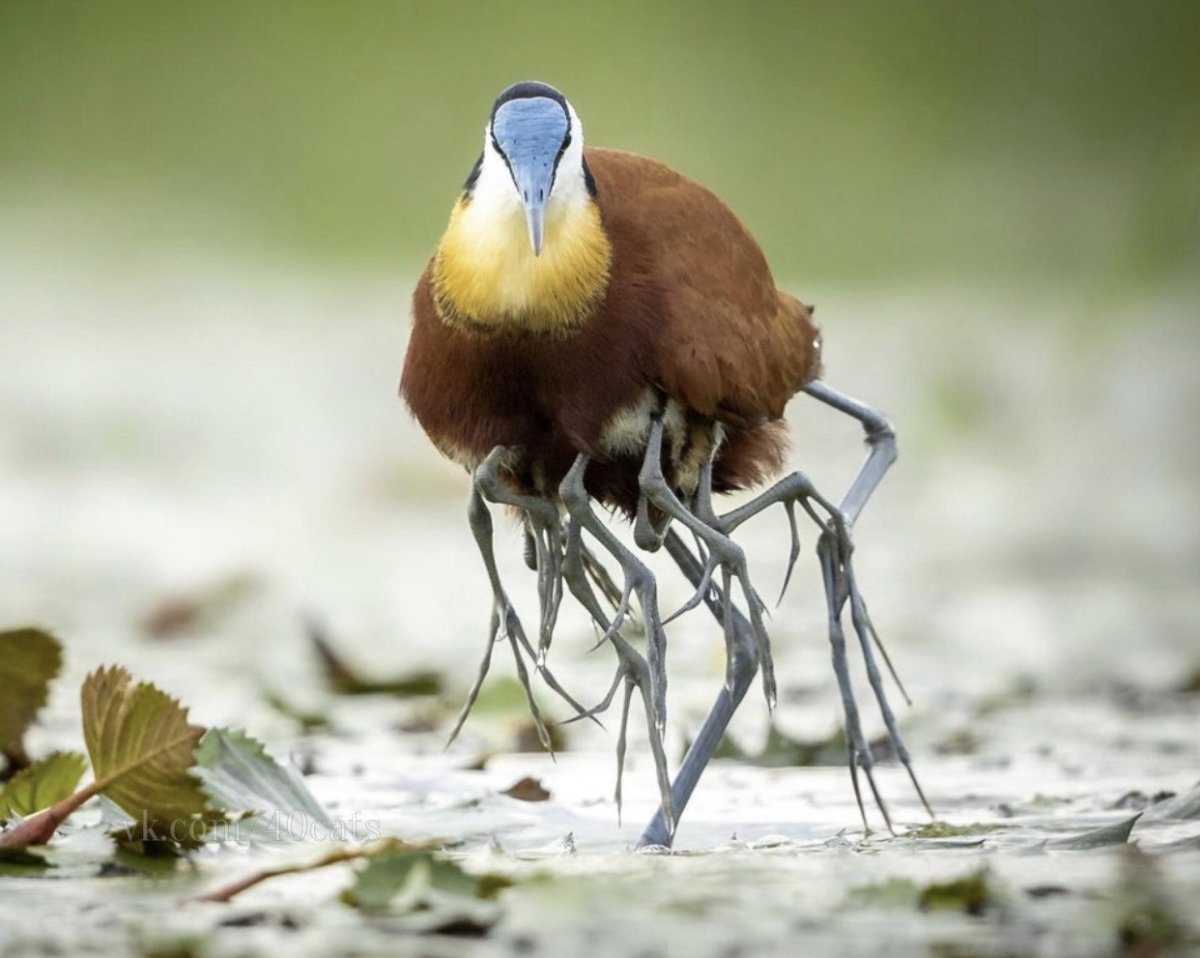 Африканская якана