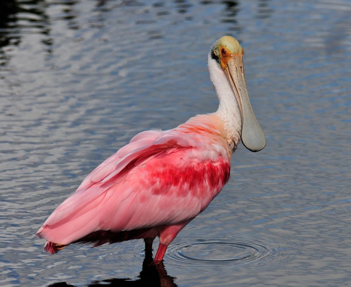 Roseate Spoonbill