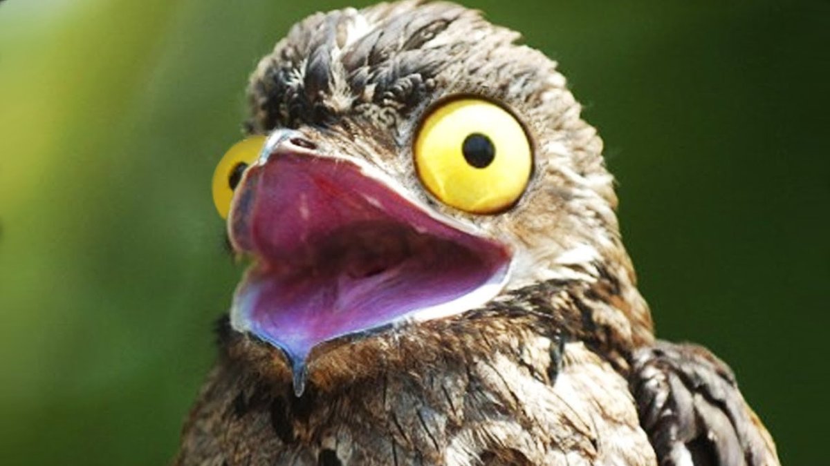 Венесуэла исполинский серый козодой