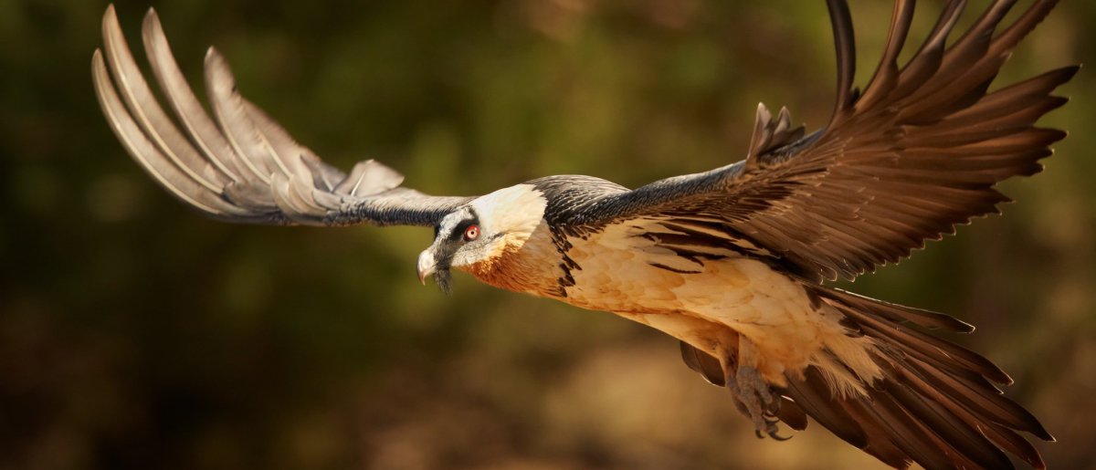 Бородач птица в полете