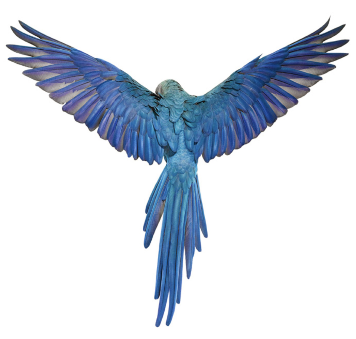 Голубая птица