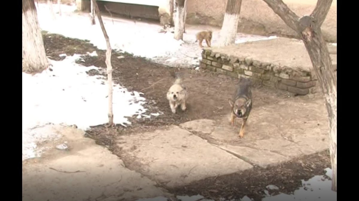 Ноггано собака съела товар