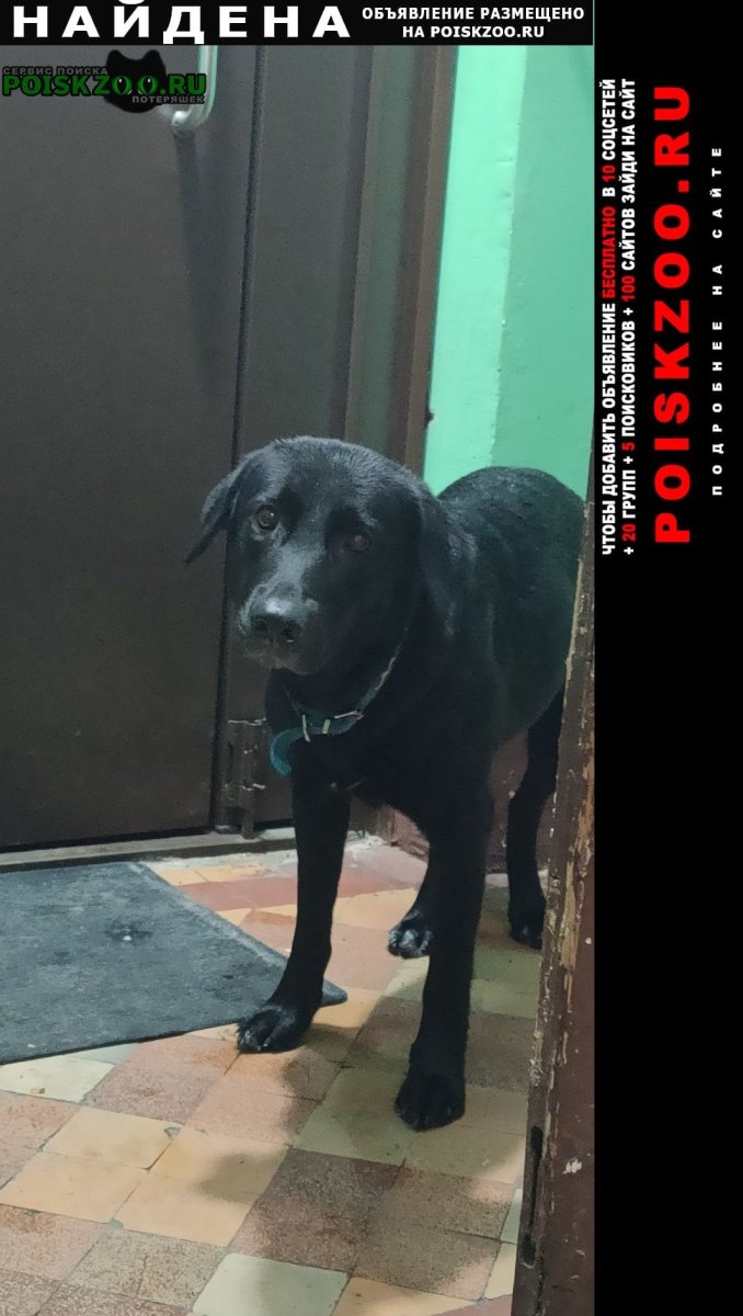 ОФФНИКИ С собакой