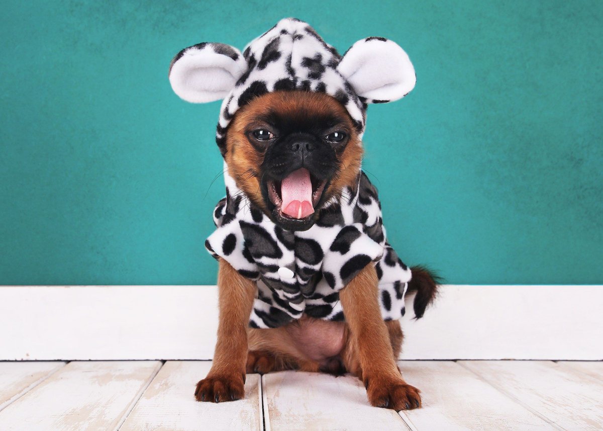 Афганский бультерьер