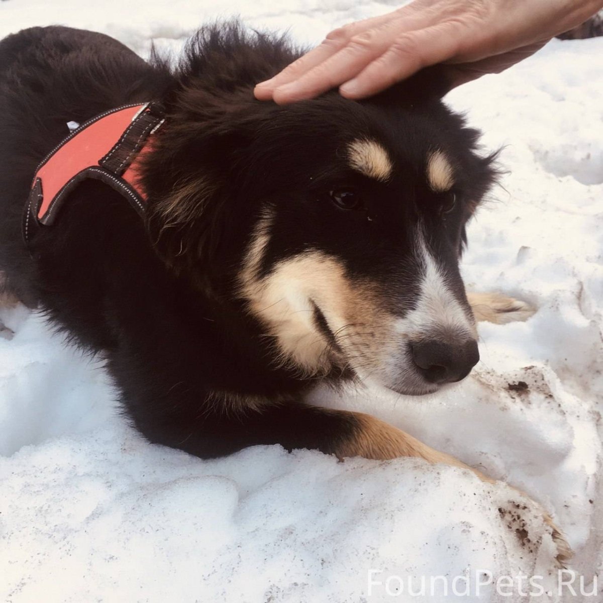 Иван Ургант с собакой