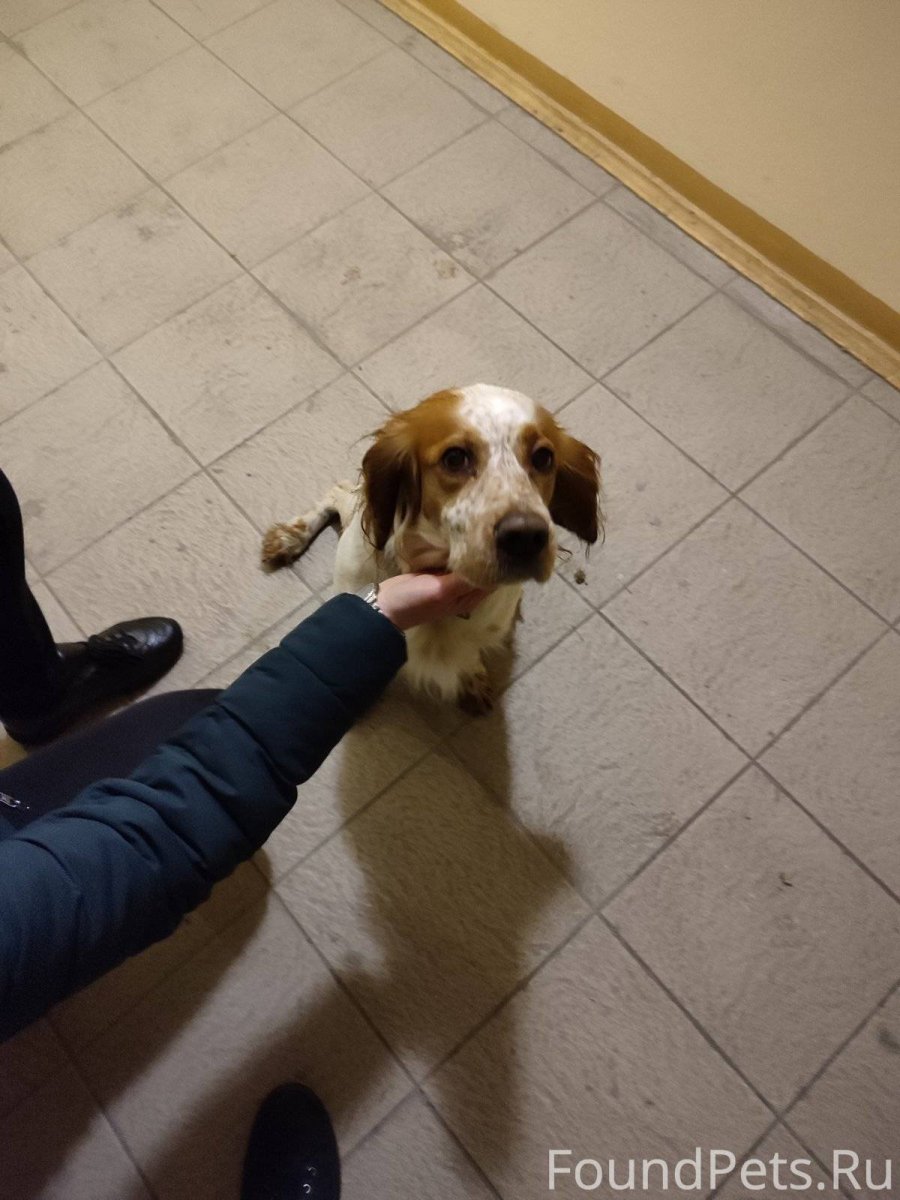 Которое сотрудники что да животные